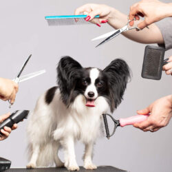 Dog Grooming Clippers