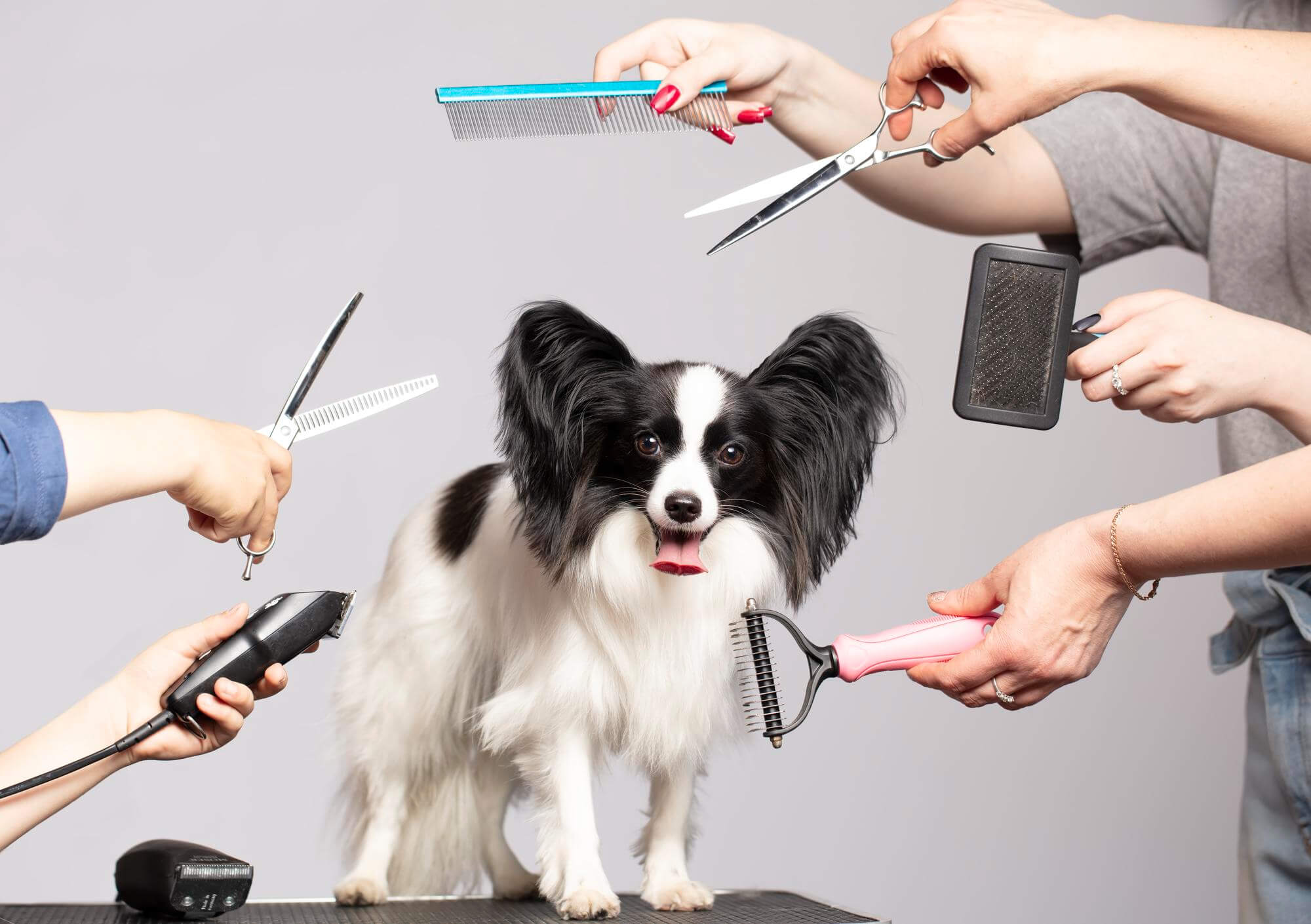 Dog Grooming Clippers