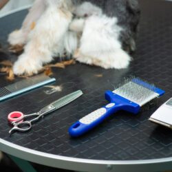 Best Dog Clippers