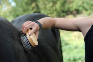 Horse Dandy Brush