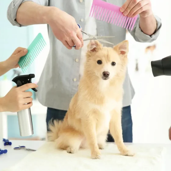 Affordable pet grooming
