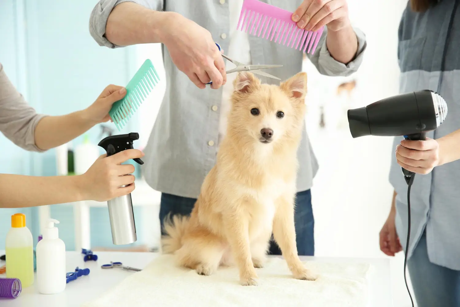 Affordable pet grooming