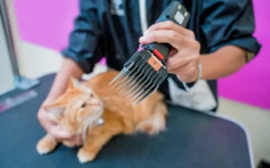 Cat Clipper