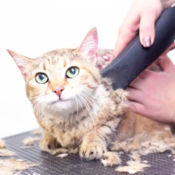 Cat Hair Trimmer