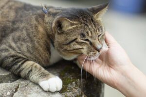 Control of Cat Allergens