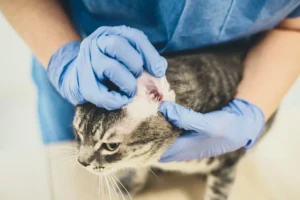 Control of Cats Fleas and Parasites