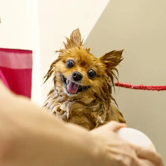 Dirty dog grooming