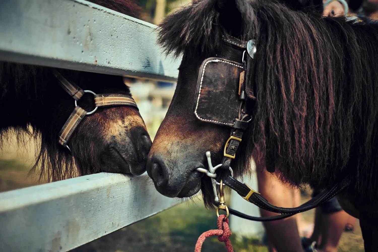 Equine clippers
