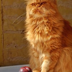 Fat Cats Groom House