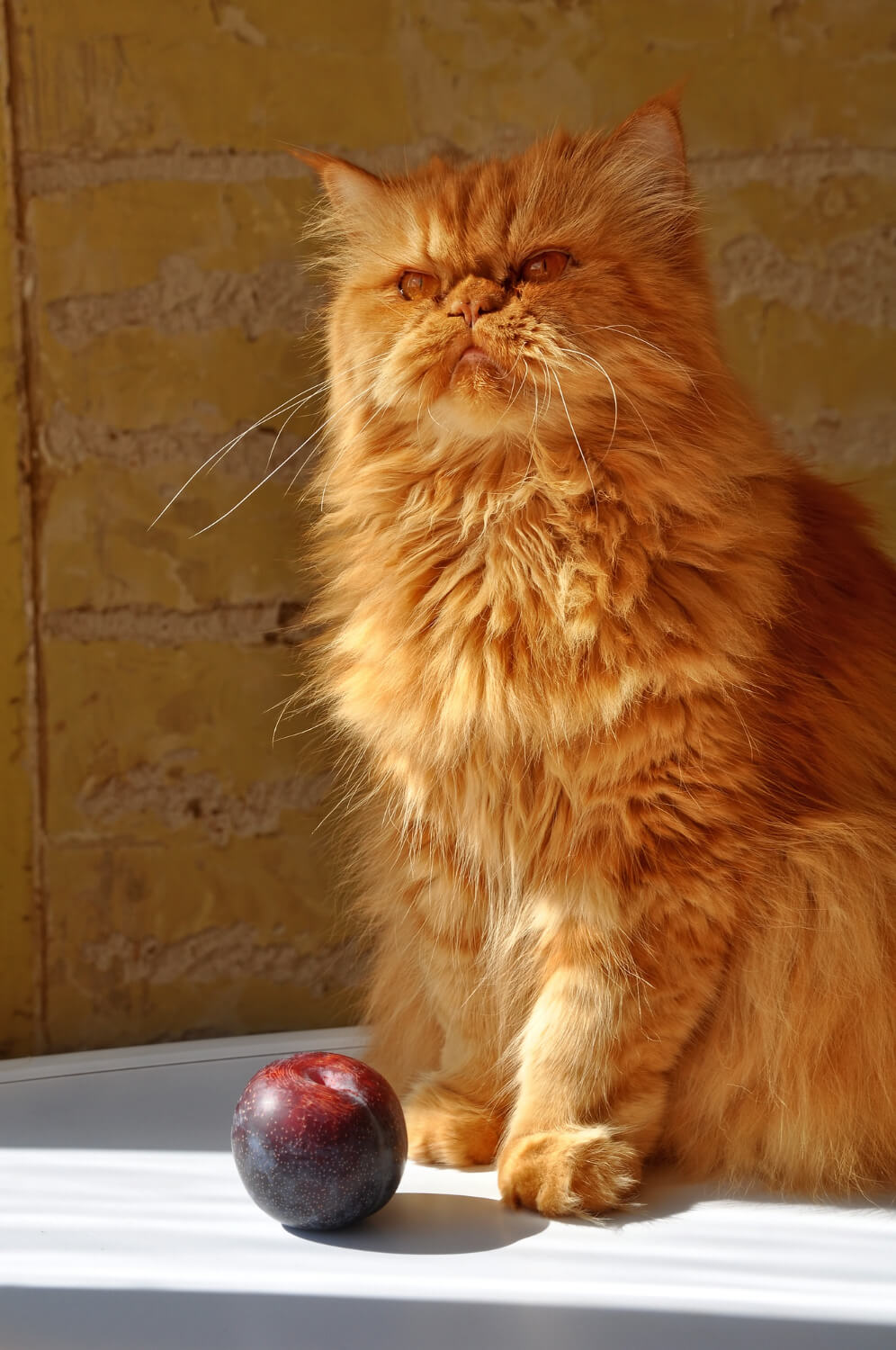 Fat Cats Groom House