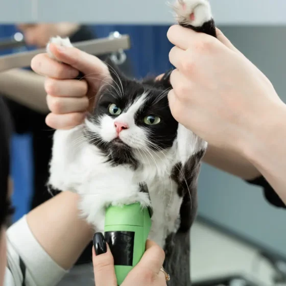 Grooming styles for cats