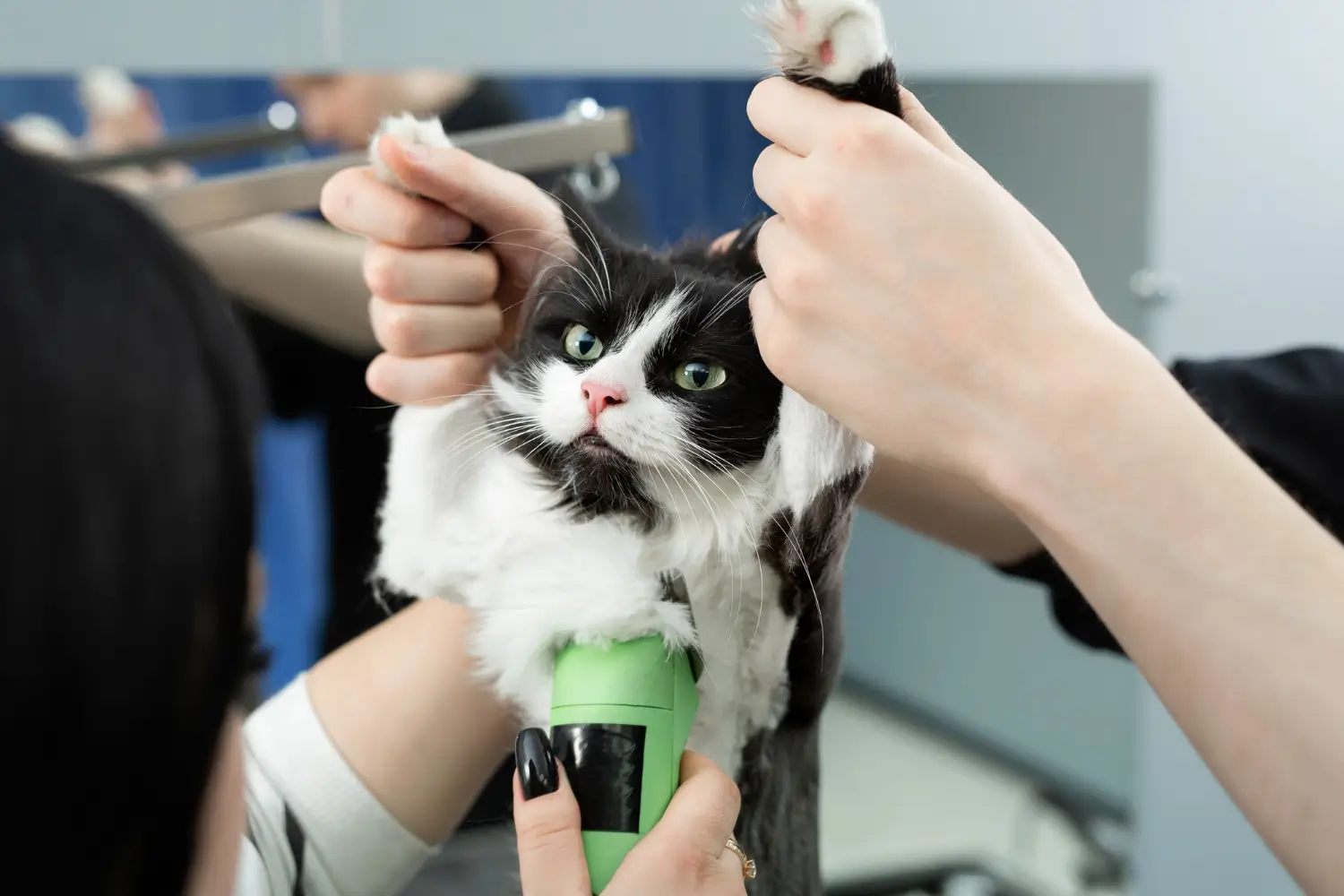 Grooming styles for cats