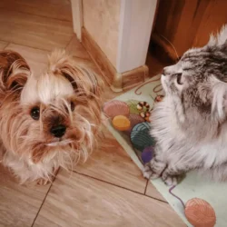 Pet grooming at home