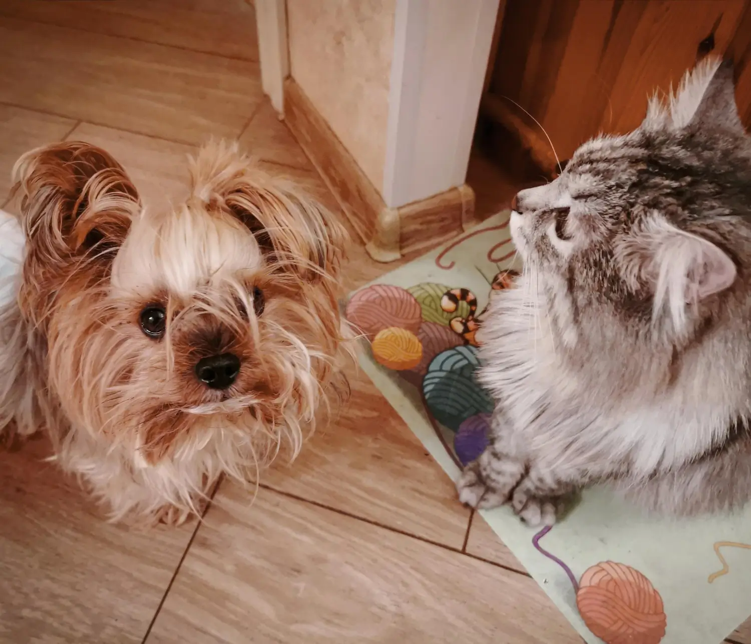 Pet grooming at home