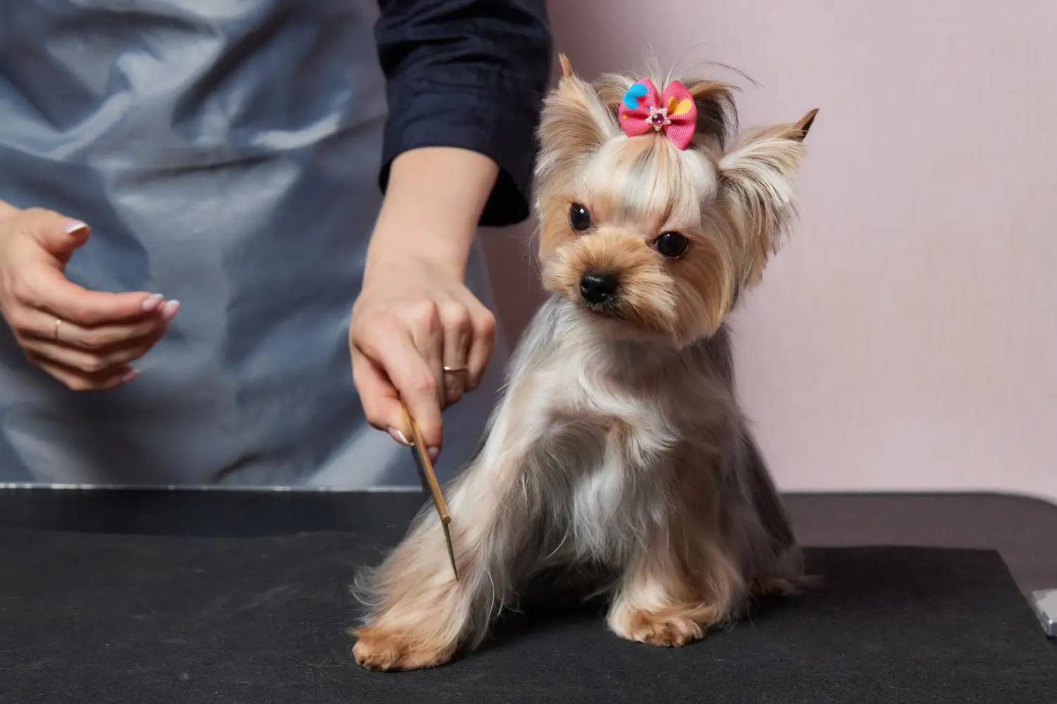Posh Pet Grooming