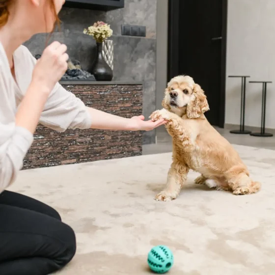 Stress-free pet grooming