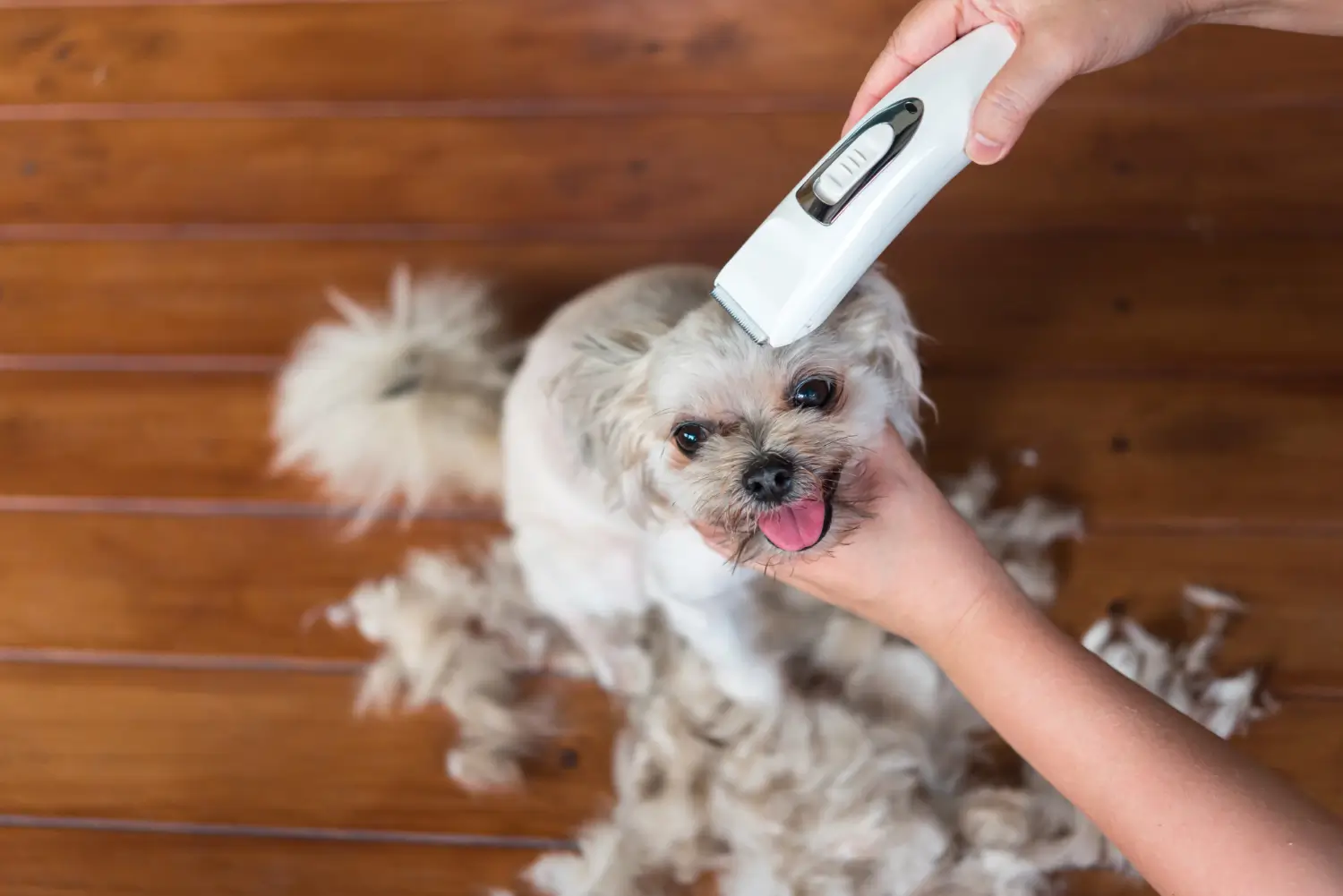 Clipper for Dogs' Hair