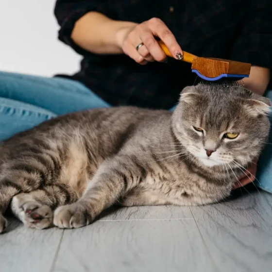 How Much does it Cost to Groom a Cat With Minimum Budget