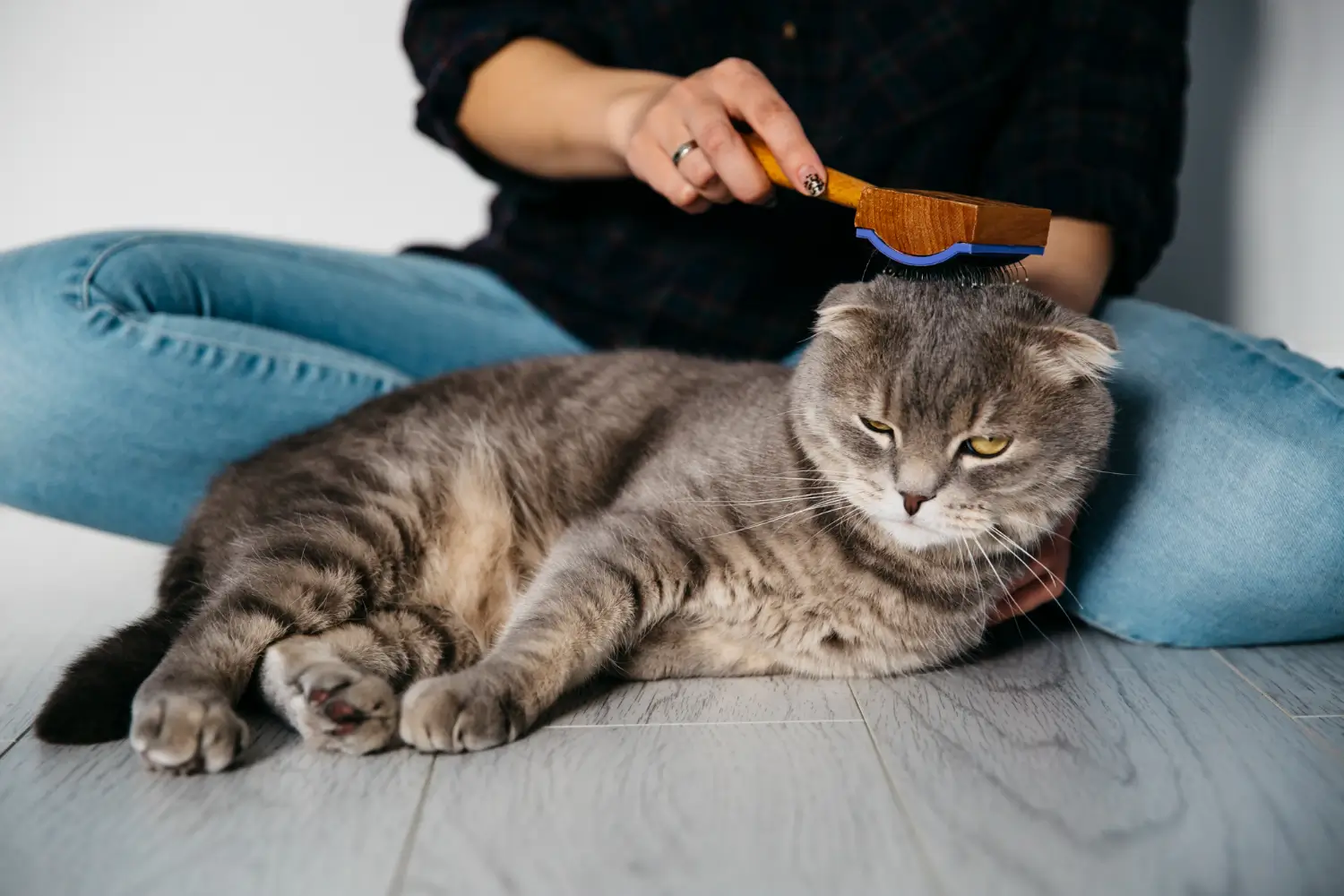 How Much does it Cost to Groom a Cat With Minimum Budget