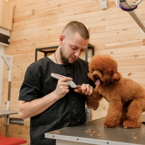 How to Become a Pet Groomer