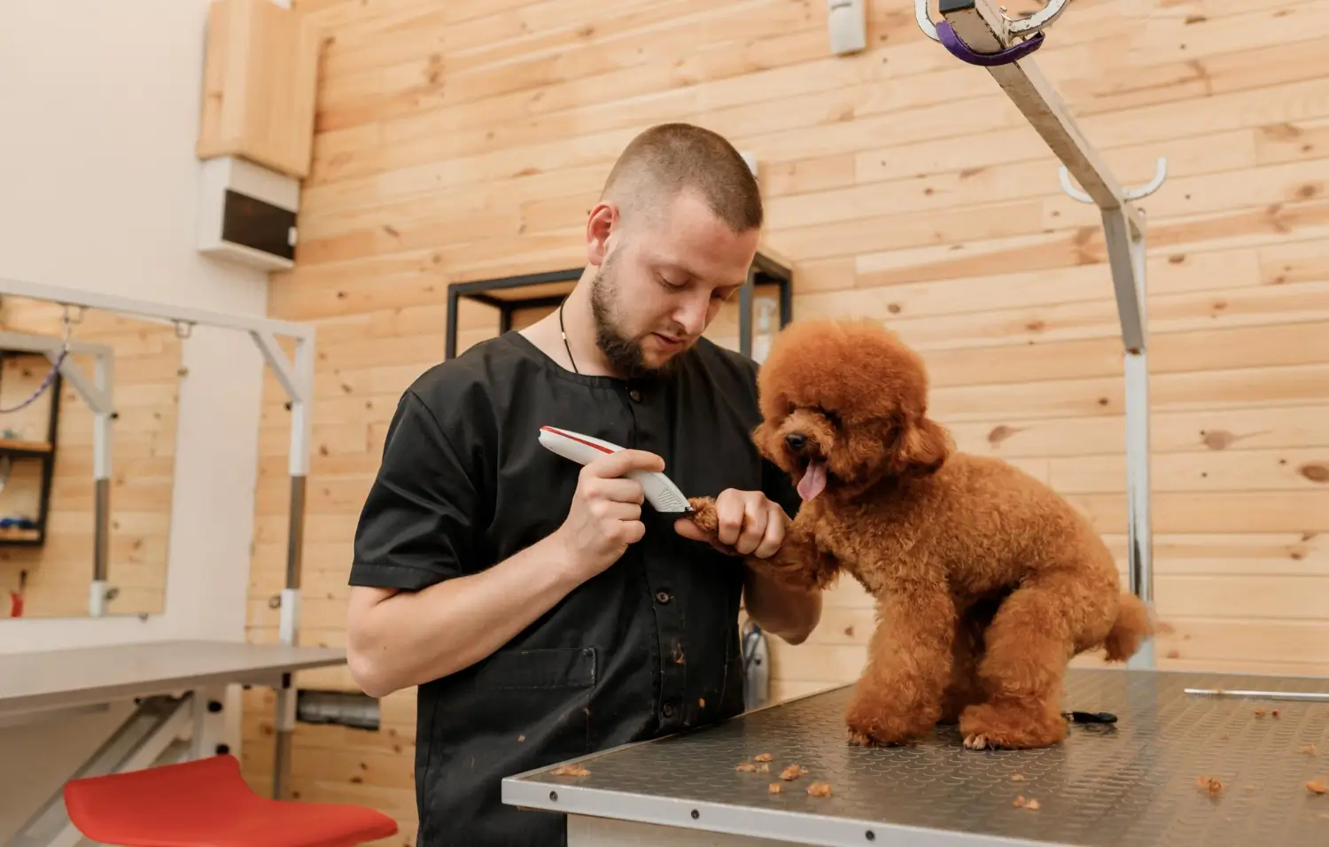 How to Become a Pet Groomer