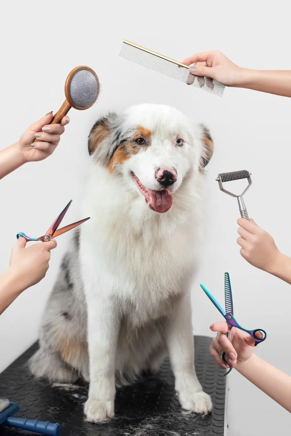 How to trim your dogs face-feet and tail