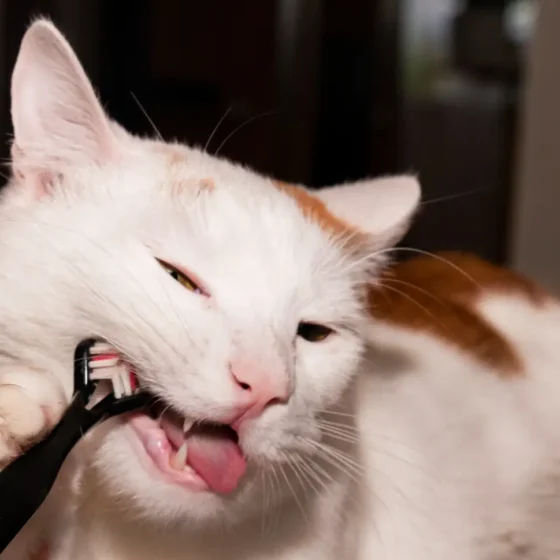 Why Cats Bite Themselves While Grooming