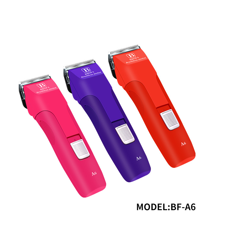 Persian Cats best Clipper