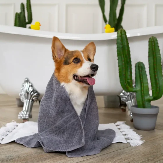 Dog Bathing Techniques