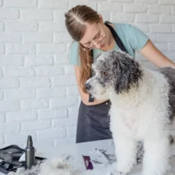 How To Groom A Matted Dog