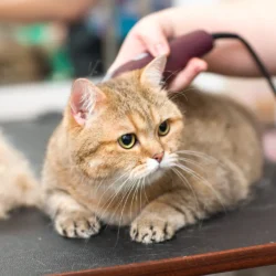 The Best Clippers for Persian Cats