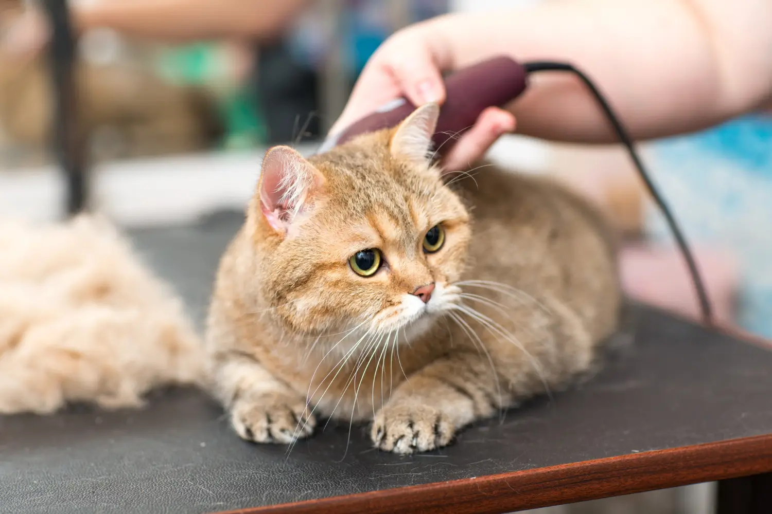The Best Clippers for Persian Cats