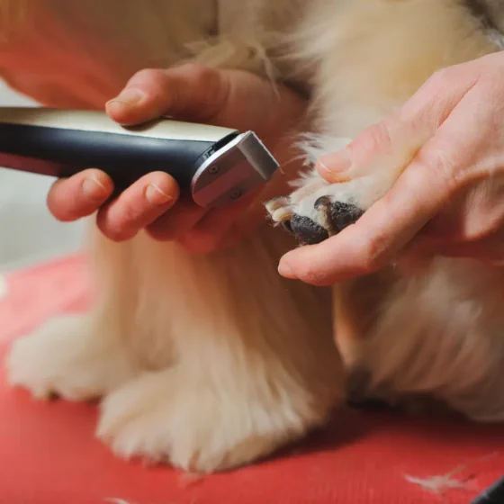 Will Clippers Irritate Your Pet's Skin Tips to Prevent Skin Irritation