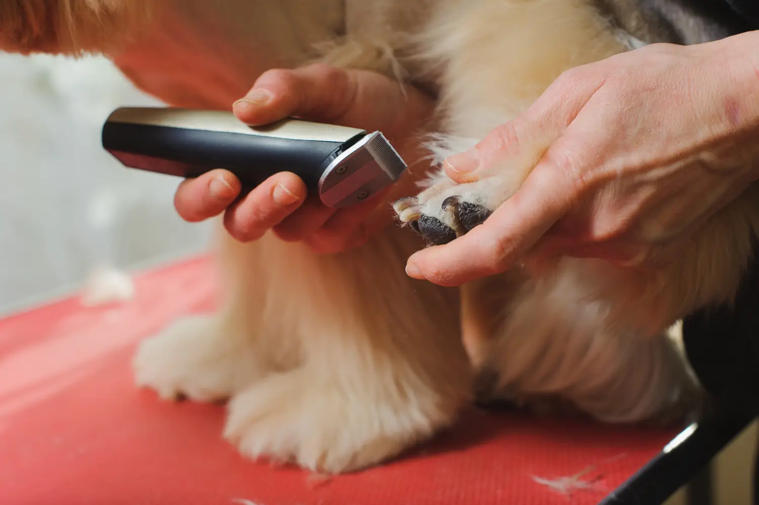 Will Clippers Irritate Your Pet's Skin Tips to Prevent Skin Irritation